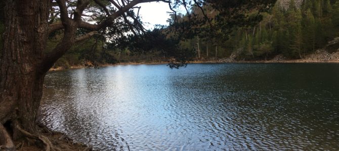 Discovering Glenmore Forest, Scotland