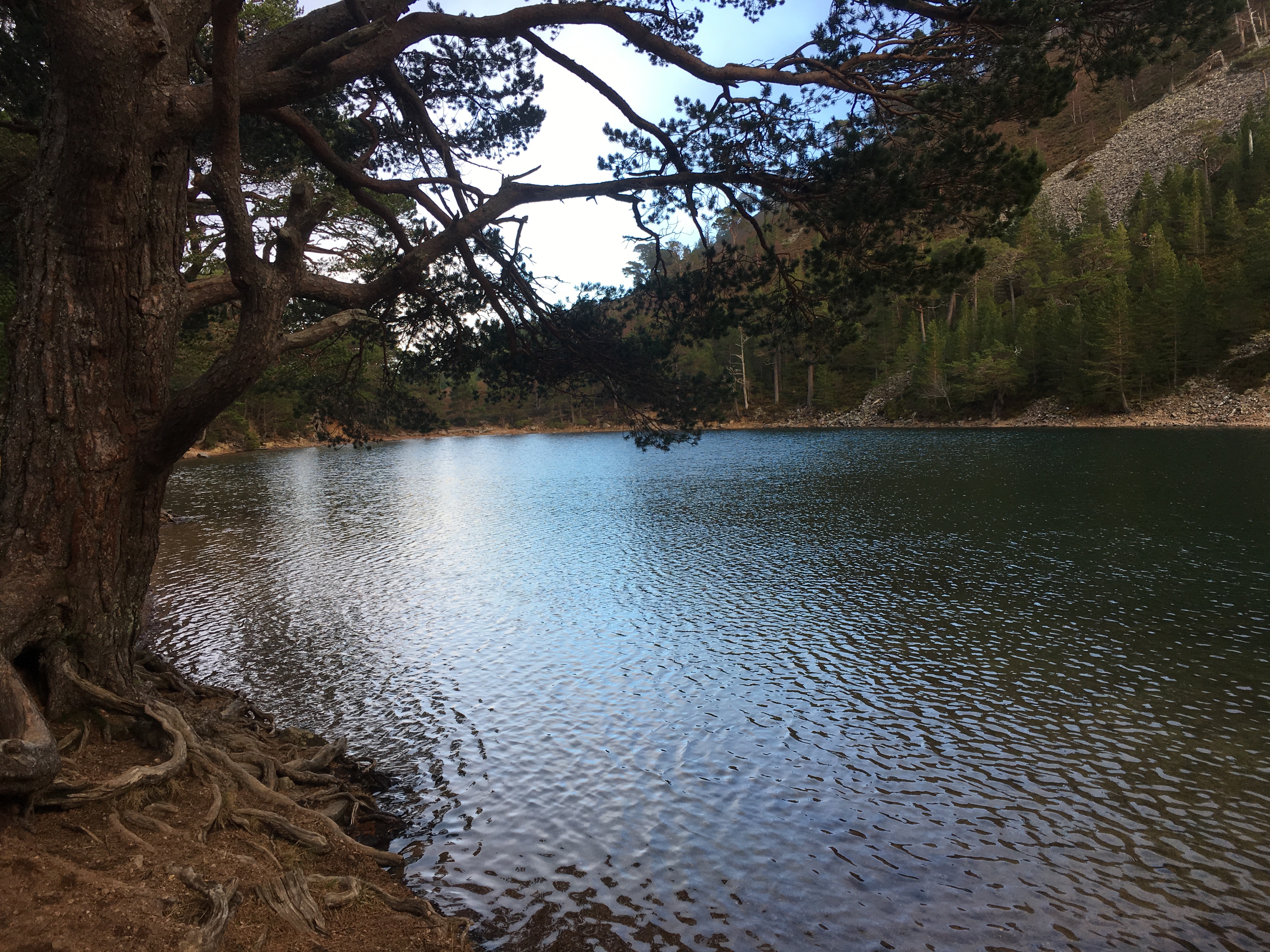 Discovering Glenmore Forest, Scotland