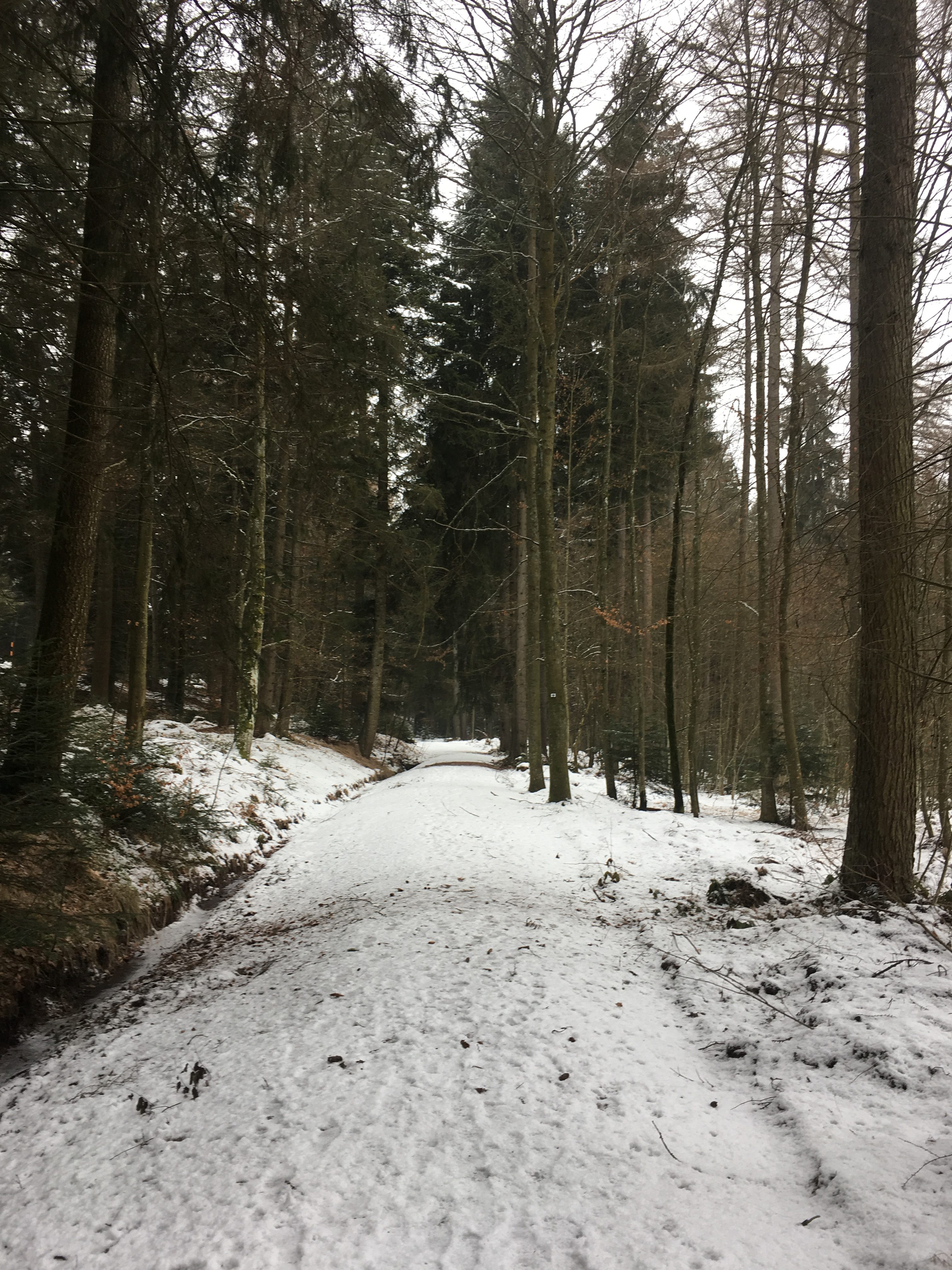 The Black Forest