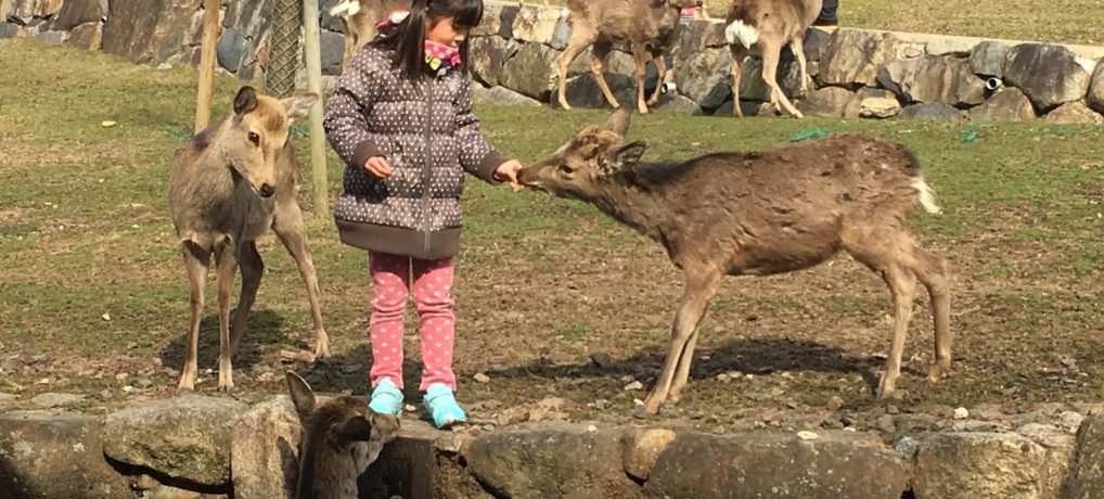 Nara Park, Japan: Where Deer Abound