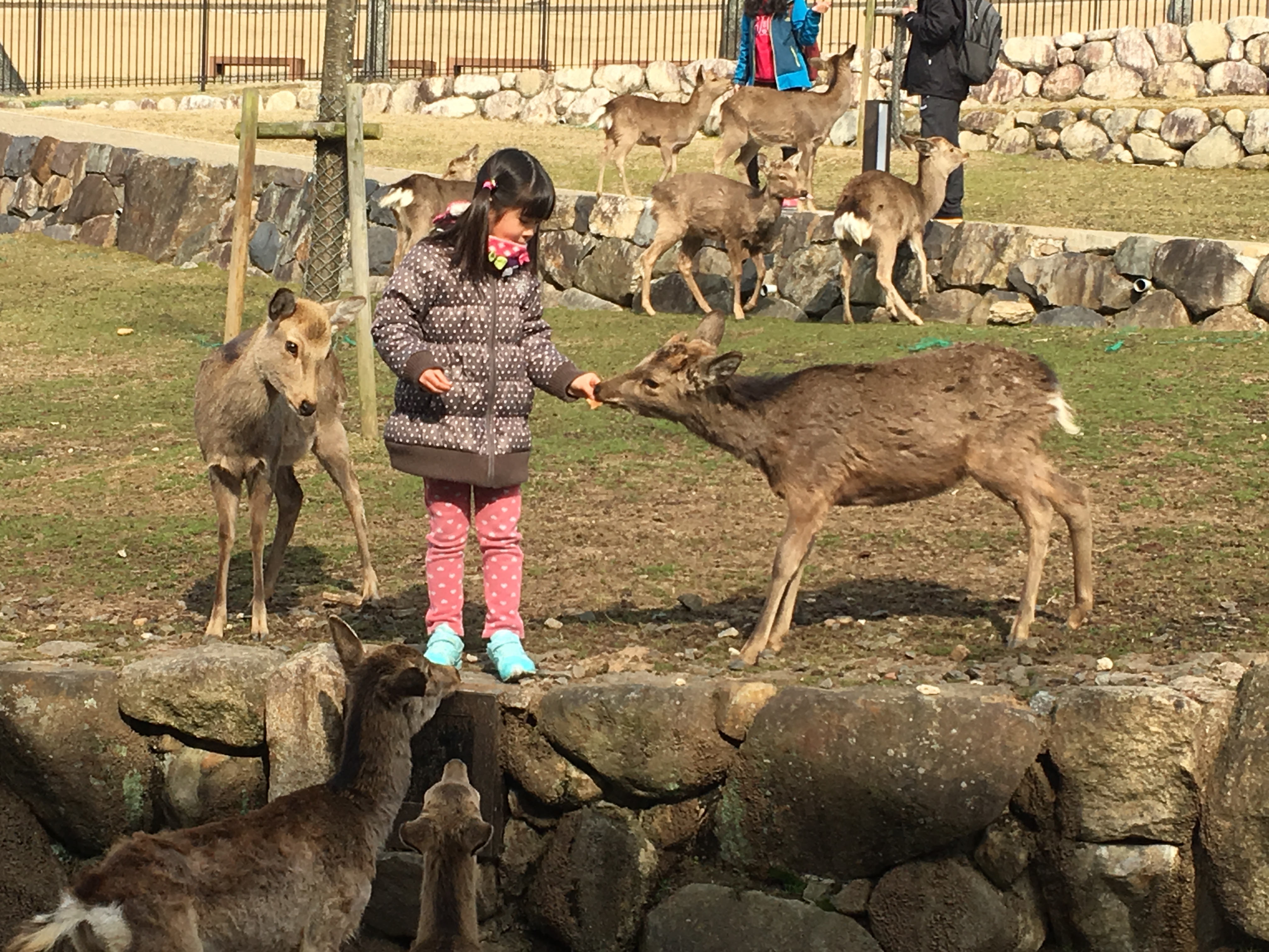 Nara Park, Japan: Where Deer Abound