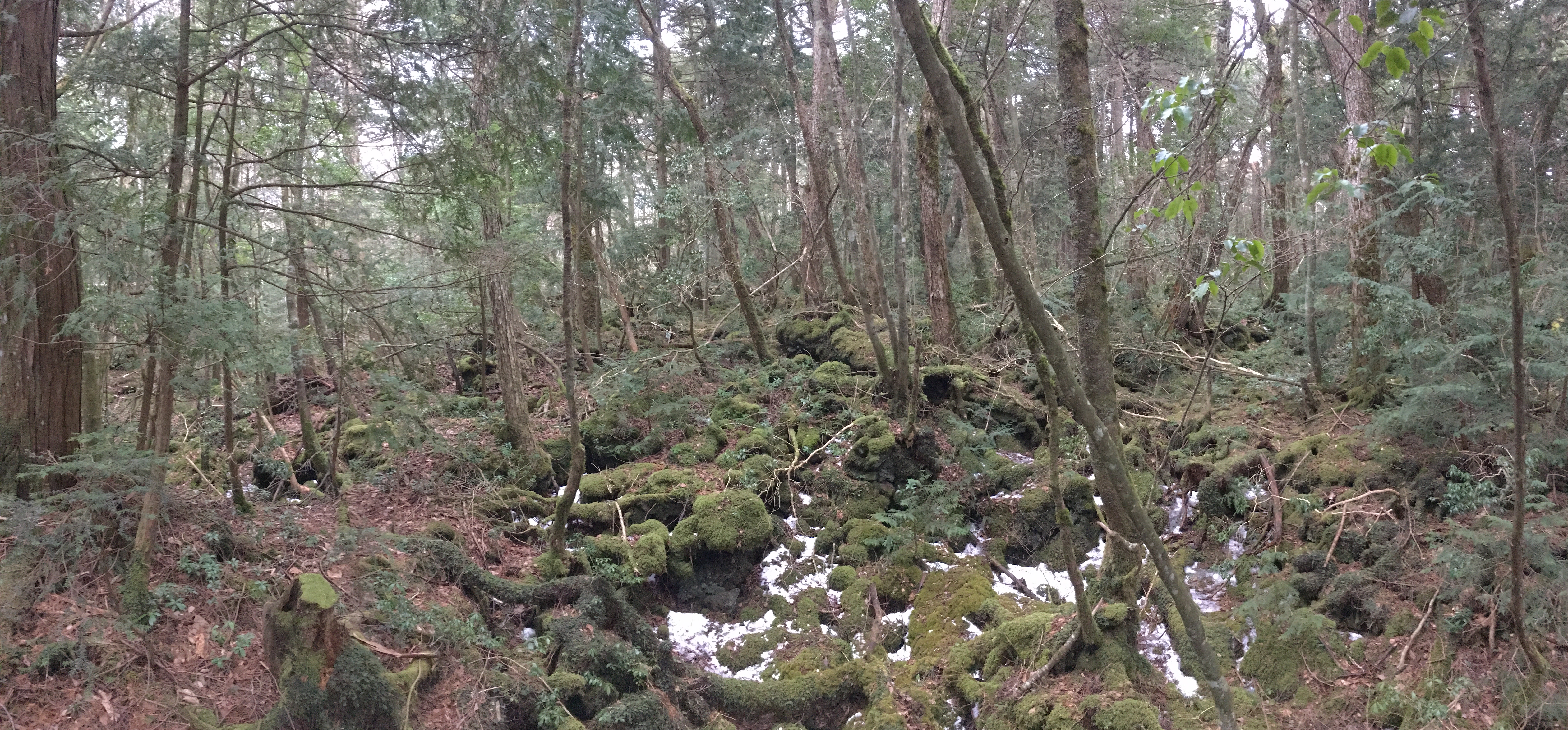 Mt. Fuji: A Sea of Trees Beneath the Mountain
